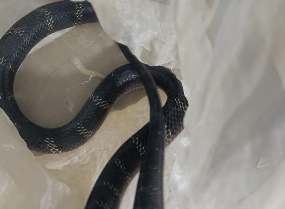 Hình ảnh rắn hổ mang chúa. Ảnh: BVCC