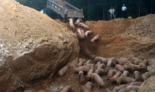 Lợn bị dịch tả lợn Châu Phi bị tiêu hủy vào tháng 5.2021 ở tỉnh Quảng Trị. Ảnh: H.Nguyên.