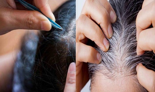 Nhổ tóc bạc thường xuyên sẽ ảnh hưởng đến mái tóc. Đồ hoạ: Hạ Mây