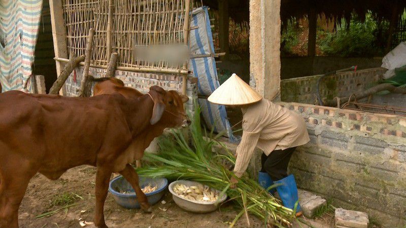 Hộ gia đình chăn nuôi bò sinh sản tại xã Bình Yên, Thái Nguyên. Ảnh: Thu Huyền