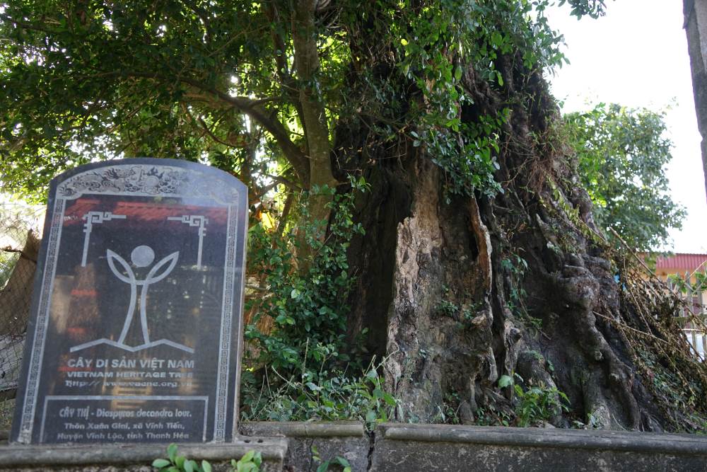 2 cây thị này được Hội Bảo vệ thiên nhiên và môi trường Việt Nam công nhận là cây di sản vào năm 2015. Ảnh: Quách Du  