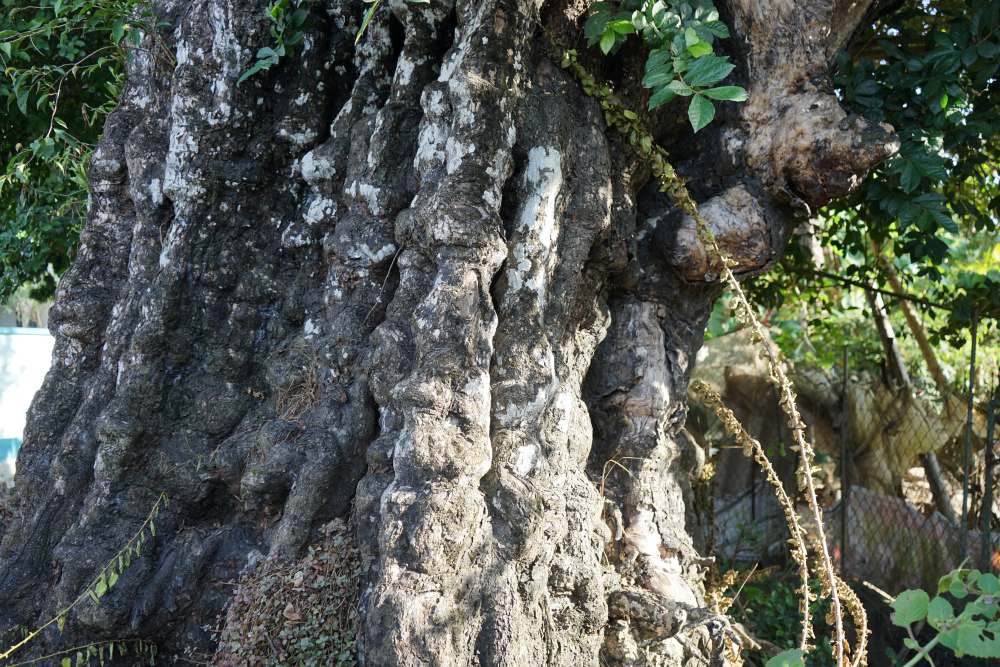 Trải qua hàng trăm năm, gốc cây thị trông khá cổ kính, rêu phong. Ảnh: Quách Du