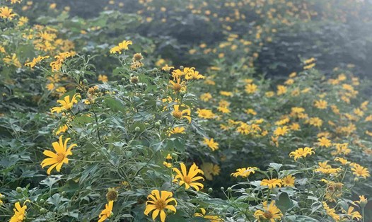 Vườn hoa dã quỳ tuyệt đẹp giữa lòng Thủ đô tại Xuân Đỉnh, Bắc Từ Liêm, Hà Nội. Ảnh: Nhật Minh