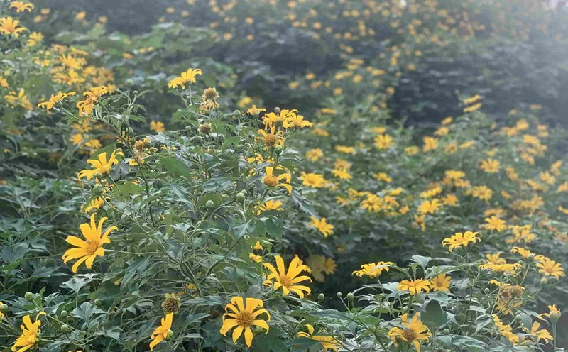 Vườn hoa dã quỳ tuyệt đẹp giữa lòng Thủ đô tại Xuân Đỉnh, Bắc Từ Liêm, Hà Nội. Ảnh: Nhật Minh