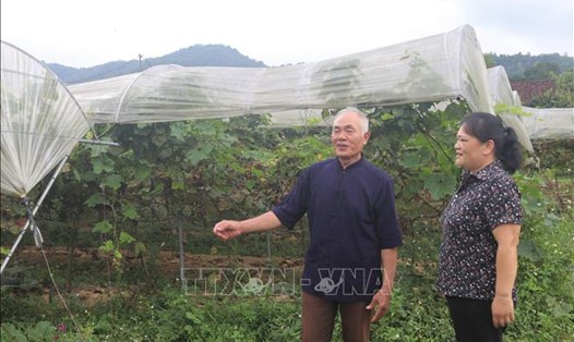 Hỗ trợ con giống, cây trồng giúp người dân tỉnh Cao Bằng vươn lên thoát nghèo. Ảnh minh họa: TTXVN