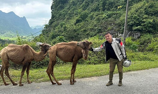 UBND huyện Bảo Lạc không có trách nhiệm xử lý 2 con lạc đà. Ảnh: Vương Tiến
