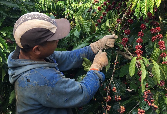 Đa phần người lao động trong quá trình thu hoạch cà phê đều không được chủ vườn trang bị đồ bảo hộ. Ảnh: Bảo Trung