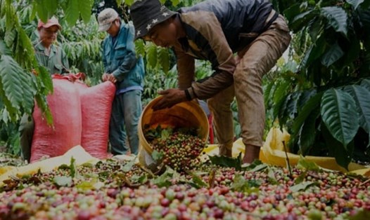 Đắk Lắk đang vào cao điểm mùa thu hoạch cà phê. Ảnh: Bảo Trung