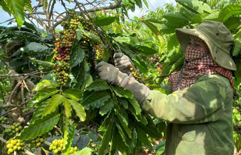 Nguồn vốn ưu đãi giúp gia đình chị H’er Niê, buôn U2, thị trấn Ea T’ling (Cư Jút) đầu tư chăm sóc vườn cà phê hiệu quả, nâng cao thu nhập. Ảnh: Văn Tâm