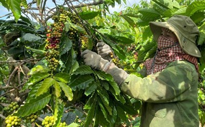 Nguồn vốn ưu đãi giúp gia đình chị H’er Niê, buôn U2, thị trấn Ea T’ling (Cư Jút) đầu tư chăm sóc vườn cà phê hiệu quả, nâng cao thu nhập. Ảnh: Văn Tâm