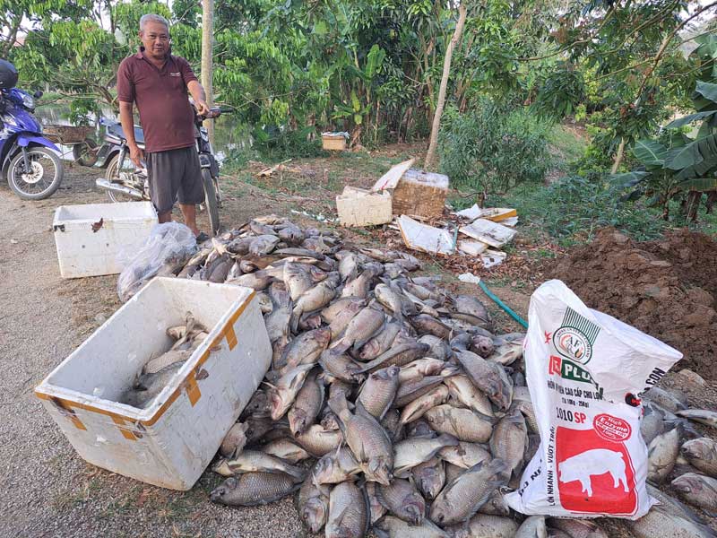 Người dân vớt cá chết lên để xử lý. Ảnh: Minh Nguyễn