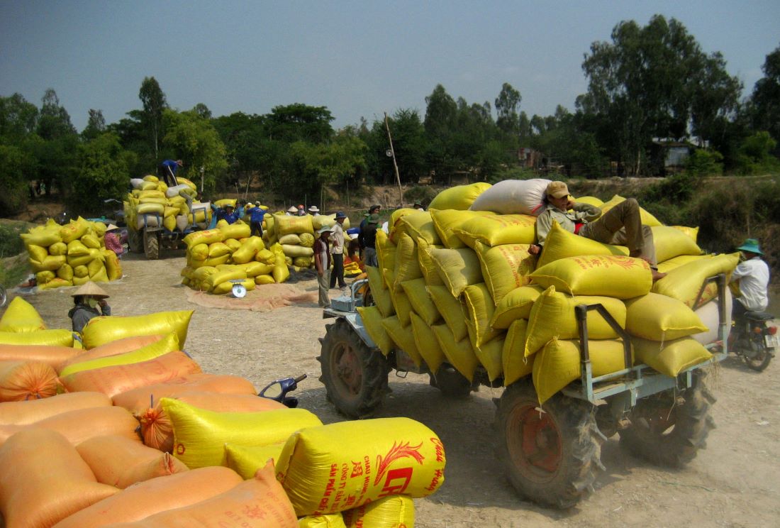 Lúa gạo là lĩnh vực thế mạnh của nhiều địa phương vùng Đồng bằng sông Cửu Long. Ảnh: Lục Tùng
