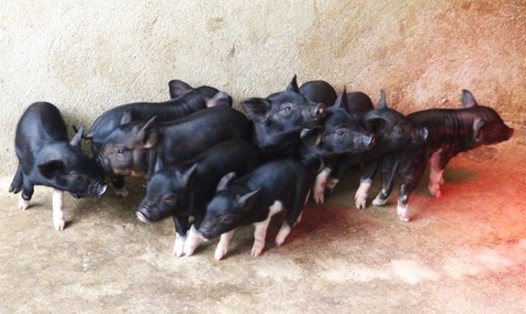 Lợn đen Lũng Pù là vật nuôi tiềm năng trong phát triển kinh tế; góp phần tạo sinh kế cho người dân ở Mèo Vạc (Hà Giang). Ảnh: Hồng Minh.