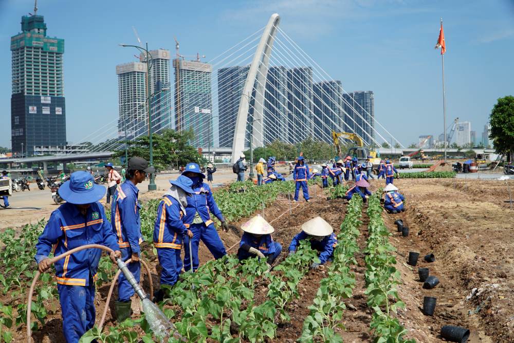 Vườn hoa hướng dương rộng 6.000m² đang được trồng ở phía sau đình thần An Khánh hướng bờ sông Sài Gòn. Hoa sẽ kịp nở phục vụ người dân đến tham quan dịp Tết dương lịch 2024.
