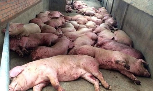 Ngành chăn nuôi nhiều tỉnh miền núi phải tiêu huỷ hàng chục tấn thịt vì dịch tả lợn châu Phi. Ảnh: Tân Văn
