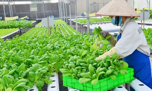 Đến năm 2023, Hà Nội muốn tăng tỉ lệ tự cung ứng nông sản thực phẩm đạt 50%. Ảnh minh họa: Viện Khoa học nông nghiệp Việt Nam