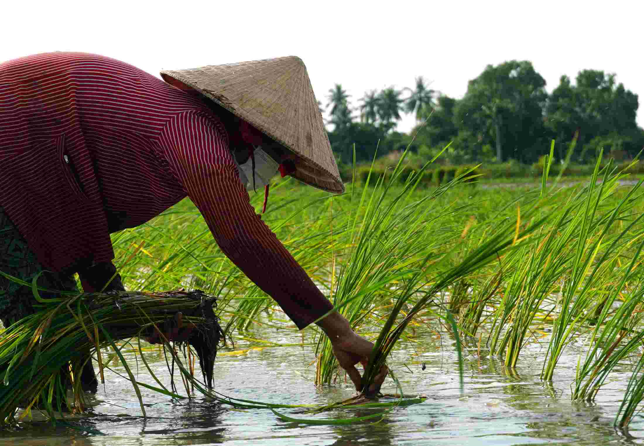 Mùa cấy lúa Tài Nguyên cũng là thời điểm nhiều lao động nông nhàn có việc làm ổn định từ việc nhổ mạ, cấy lúa thuê. Trung bình 1ha, chủ ruộng thuê cả chục nhân công. Tiền công được trả khoảng 900.000 đồng/1.000m2. 