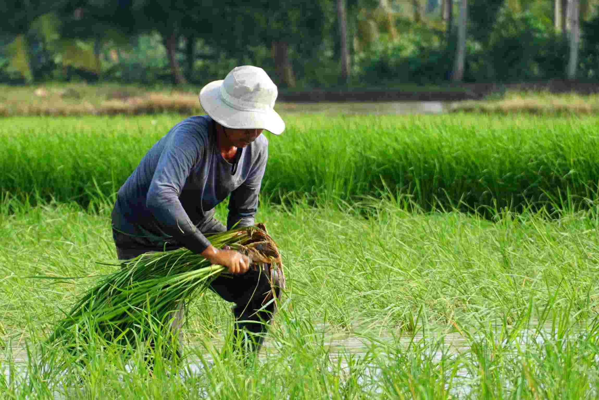 Lúa Tài Nguyên là giống lúa đặc trưng của tỉnh Sóc Trăng được trồng nhiều ở huyện Thạnh Trị và một phần ở huyện Mỹ Xuyên.