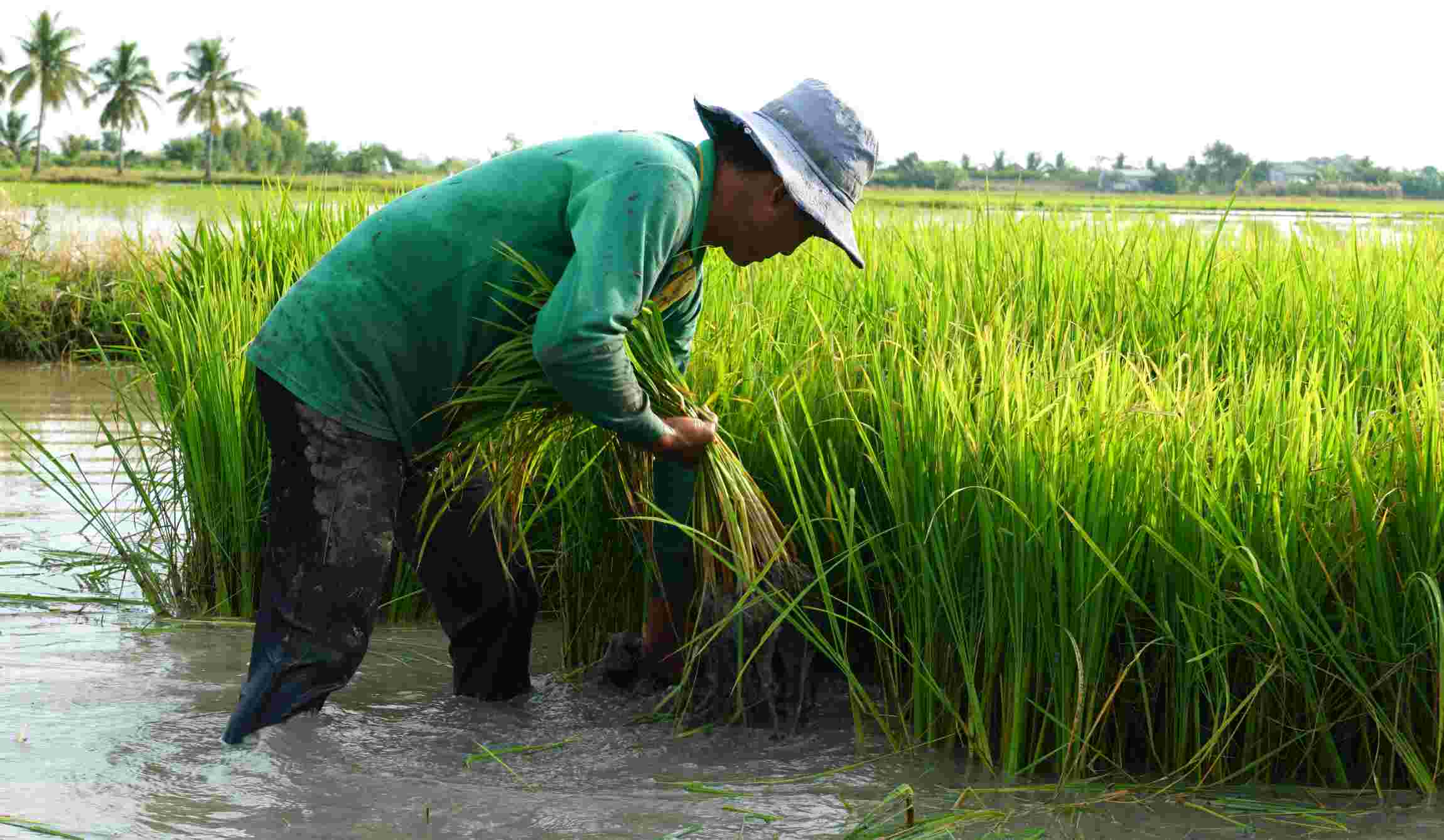 Lúa Tài Nguyên không gieo sạ giống như những loại lúa thông thường mà phải gieo sạ thành lúa nhỏ sau đó tách tép rồi cấy lại, gọi là “cấy giăm”. Nếu không nhổ lên cấy lại, lúa lớn mua, lá nhiều, bông ít.