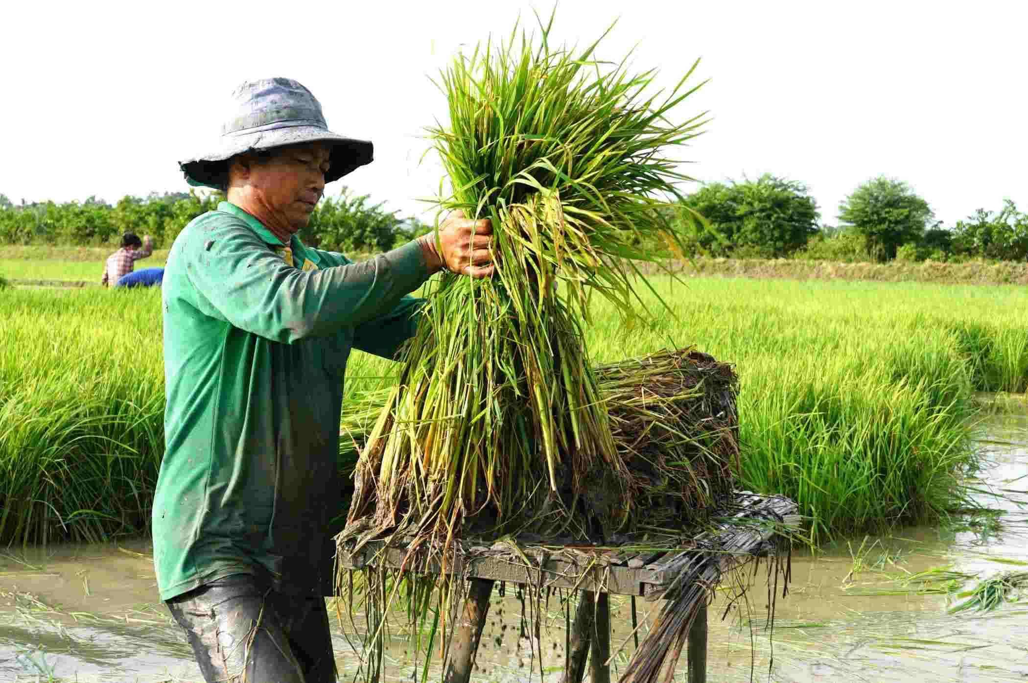 Lúa được để trên ghế và bó gọn gàng để tiện cho việc di chuyển đến ruộng cấy. 