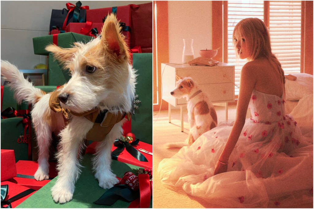 Chú chó nổi tiếng Hank sẽ là “bạn diễn” của Rosé trong bộ ảnh này. Ảnh: Instagram