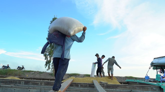 Nguồn cung giảm đẩy giá gạo xuất khẩu của Việt Nam tăng mạnh