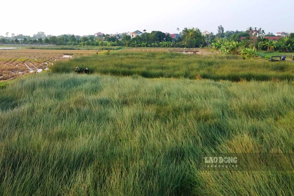 Đây khu vực cánh đồng Cửa ở xã Đông Cường, huyện Đông Hưng, tỉnh Thái Bình được ông Nguyễn Cao Động thuê lại để đưa giống cỏ bàng từ Kiên Giang về trồng.