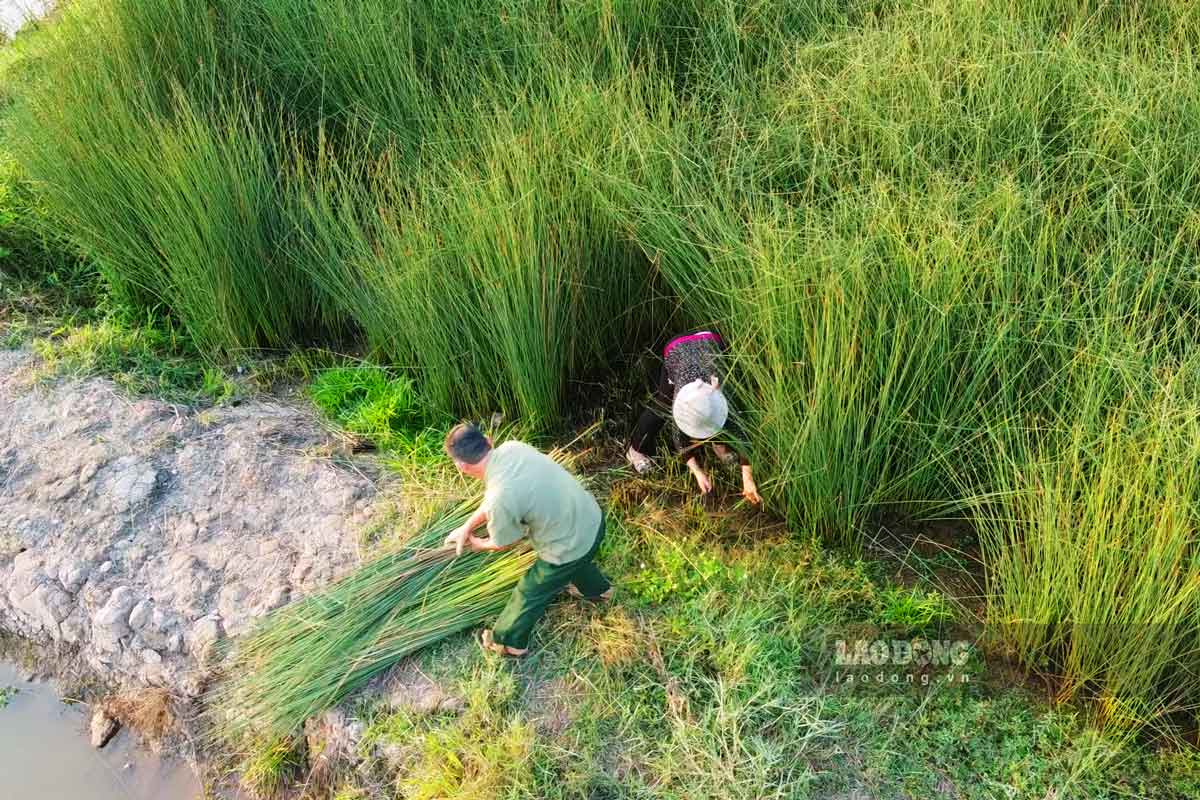 Sau một năm trồng cỏ bàng đạt chuẩn sẽ được thu hoạch, đến năm 2022 gia đình ông Động bắt tay vào sản xuất ống hút từ cỏ bàng.