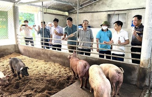 Nhiều mô hình phát triển kinh tế trang trại, chăn nuôi trên địa bàn thành phố Huế được triển khai thông qua chính sách tín dụng ưu đãi. Ảnh minh hoạ: Thái Hùng.