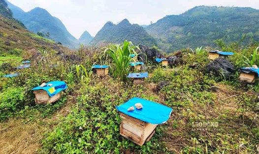 Mùa mật ong bạc hà trên Cao nguyên đá Đồng Văn. Ảnh: Nguyễn Tùng.