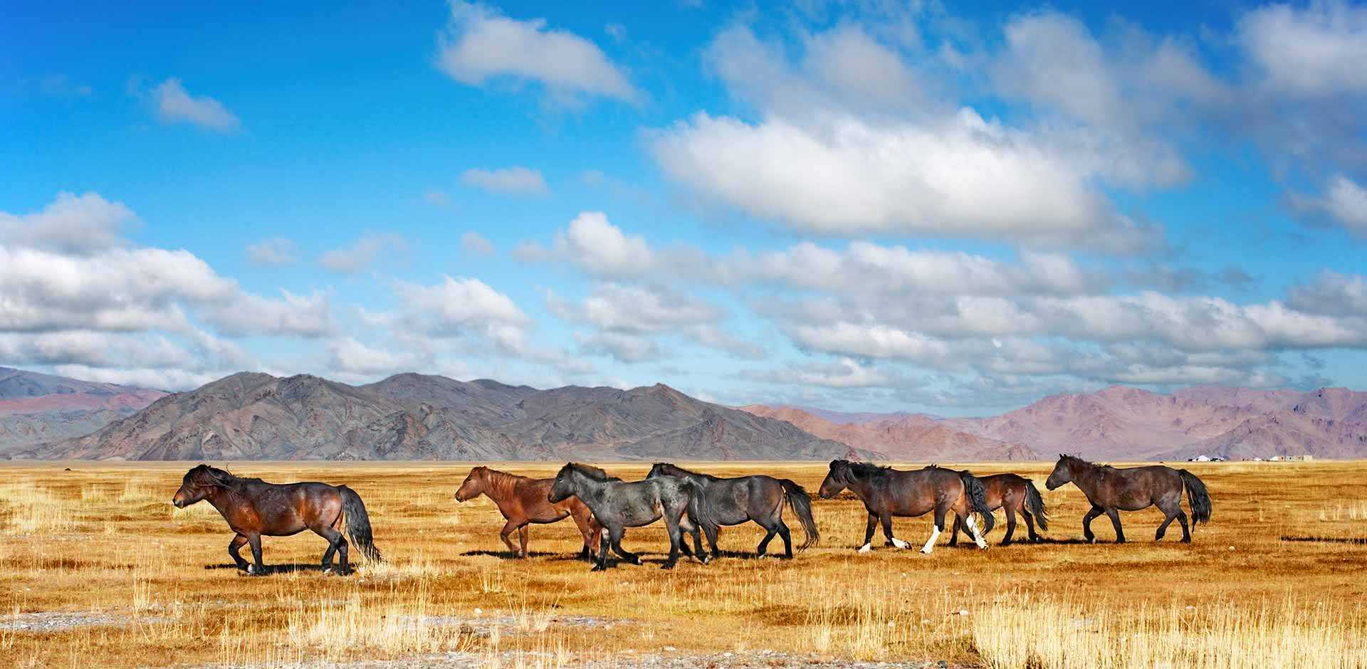 Ngắm nhìn đàn ngựa hoang băng qua thảo nguyên là trải nghiệm vô cùng thú vị. Ảnh: Remote Lands