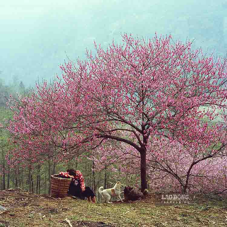 Đến Cao nguyên đá Đồng Văn vào mùa xuân, tháng 1-2 hàng năm sẽ bắt gặp hoa đào nở đỏ các cung đường.
