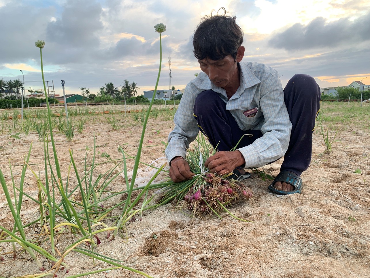 Ông Võ Thành Sơn ở thôn Đông An Vĩnh tranh thủ thu hoạch hành để chạy... úng. Vụ này gia đình ông thất thu vì năng suất sụt giảm mạnh do thời tiết bất lợi. Ảnh: Ngọc Viên