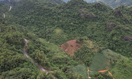 Diện tích đất rừng trong Khu bảo tồn thiên nhiên Đakrông bị xâm lấn để trồng keo tràm, sắn và cây ăn quả từ lâu. Ảnh: Hưng Thơ.