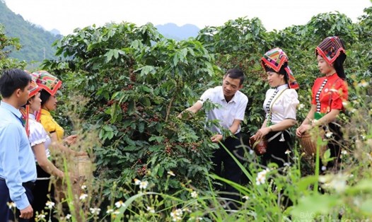 Cà phê hiện là cây trồng chủ lực ở tỉnh Sơn La, giúp người dân có thu nhập ổn định, xoá đói giảm nghèo. Ảnh: Thanh Dần