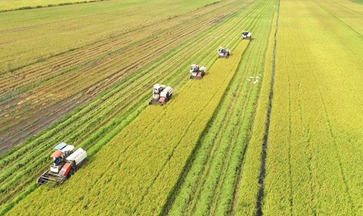 Đề án Phát triển bền vững 1 triệu ha chuyên canh lúa chất lượng cao, phát thải thấp gắn với tăng trưởng xanh vùng ĐBSCL sẽ được triển khai trong vụ lúa năm 2024. Ảnh: Nguyên Anh