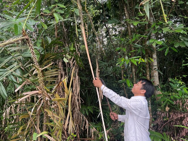 Quảng Ngãi khuyến khích người dân trồng cây mây nước dưới tán rừng phòng hộ để phát triển kinh tế. Ảnh: Ngọc Viên