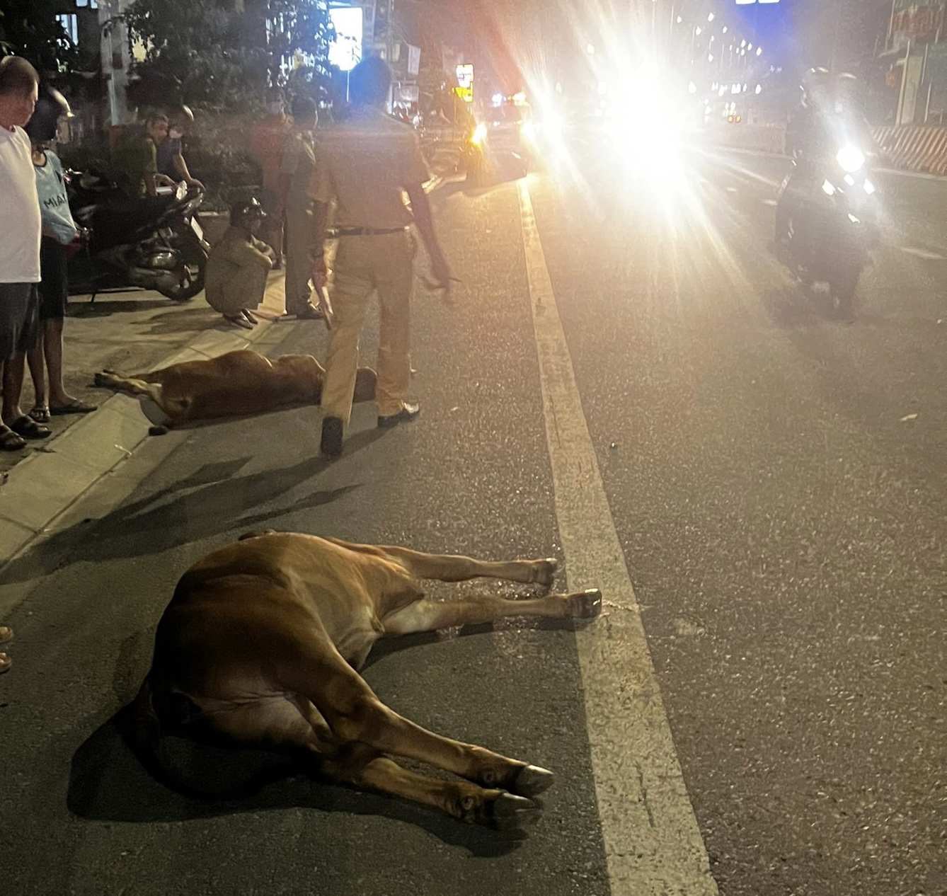 Vụ tai nạn xe ôtô và bò ở TP Phan Thiết hồi tháng 9.2023. Ảnh: Duy Tuấn