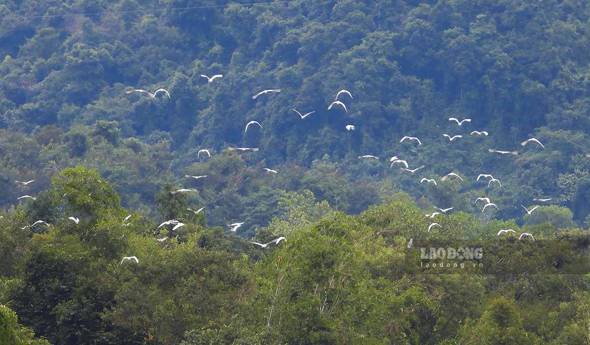 Người dân TP Điện Biên Phủ cho biết từ đầu tháng 11 đến nay, cứ khoảng 16h - 16h30' hằng ngày lại có một đàn cò trắng bay về quần tụ ở một ngọn đồi nhỏ bên bờ hồ Huổi Phạ.