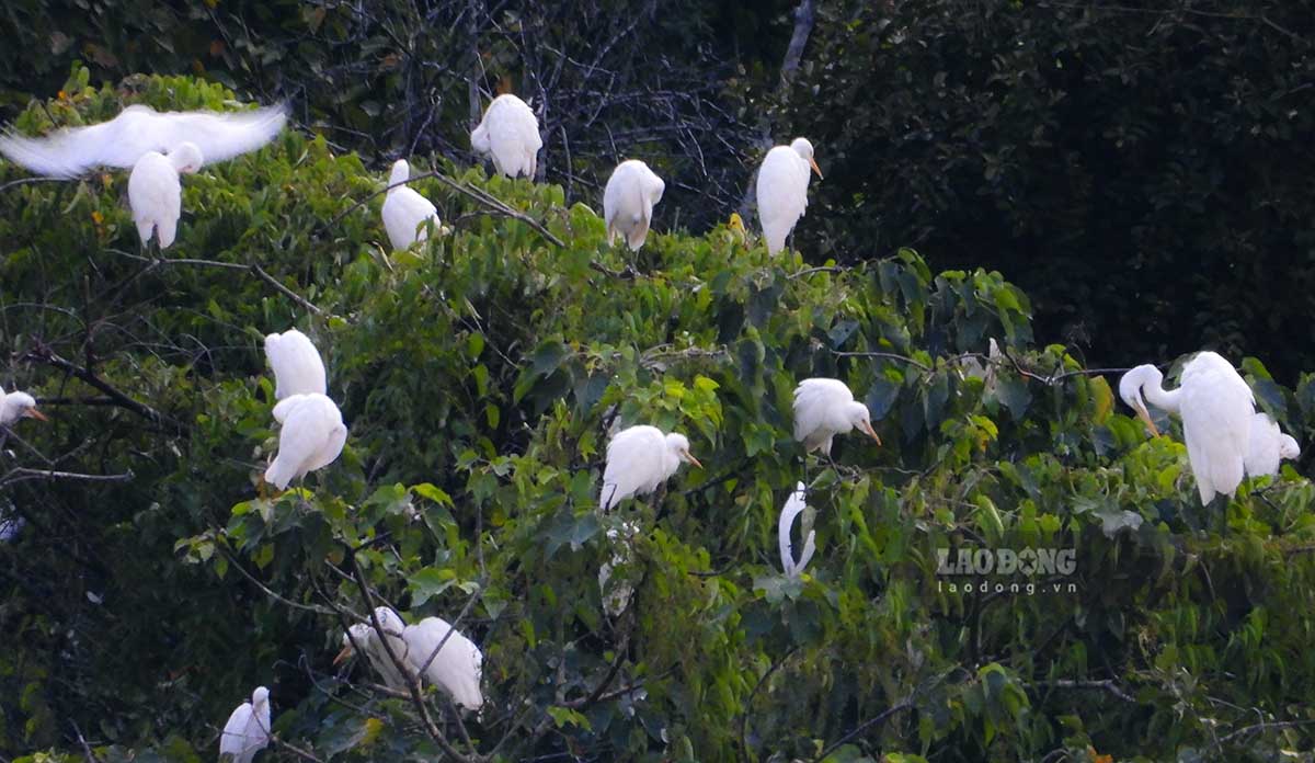 Đàn cò trắng hàng nghìn, hàng vạn con xuất hiện tại TP Điện Biên Phủ, tỉnh Điện Biên. Ảnh: Văn Thành Chương