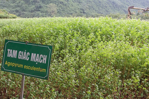 Vườn hoa tam giác mạch rộng hơn 1.000m2, nằm trong khu du lịch vườn chim Thung Nham, thuộc xã Ninh Hải, huyện Hoa Lư, tỉnh Ninh Bình. Ảnh: Diệu Anh