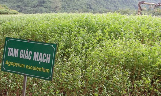 Vườn hoa tam giác mạch rộng hơn 1.000m2, nằm trong khu du lịch vườn chim Thung Nham, thuộc xã Ninh Hải, huyện Hoa Lư, tỉnh Ninh Bình. Ảnh: Diệu Anh