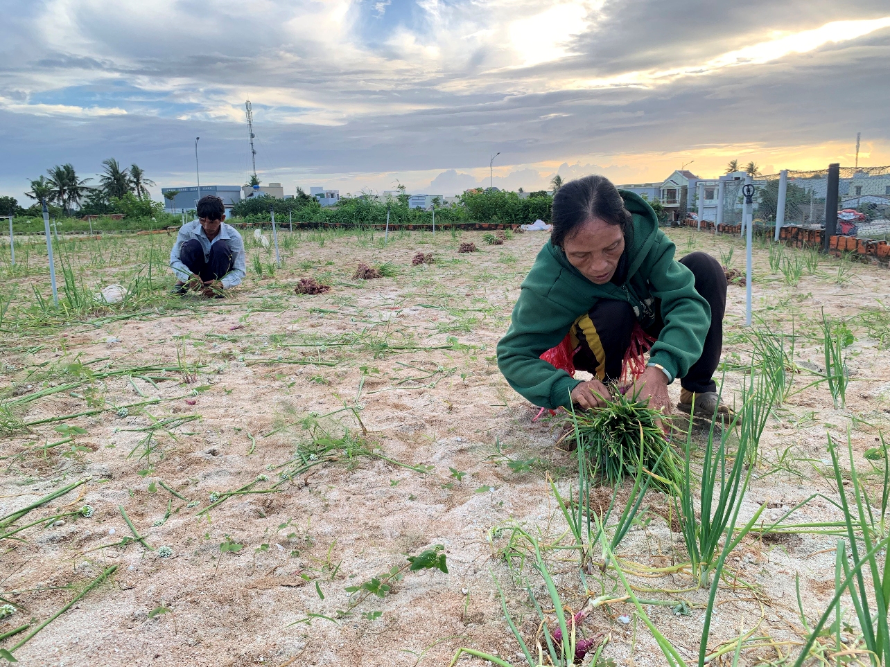 Một hộ ở thôn Đông An Vĩnh, huyện Lý Sơn có đất trong dự án Khu dân cư Đồng Rừng không đồng ý giao đất do giá đền bù, hỗ trợ thấp. Ảnh: Ngọc Viên