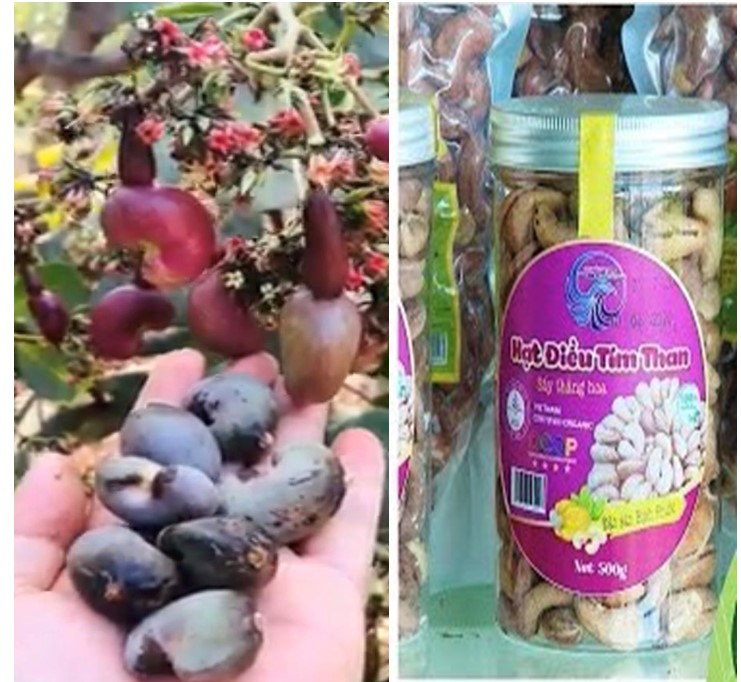 Hạt điều tím than là giống hạt điều mới, một trong những sản phẩm nông nghiệp tiêu biểu của tỉnh Bình Phước. Đồ họa: Vinh Phú