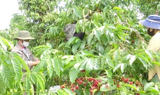 Người nông dân ở Đắk Lắk đang bước vào chính vụ thu hoạch cà phê năm 2023 - 2024. Ảnh: Bảo Trung