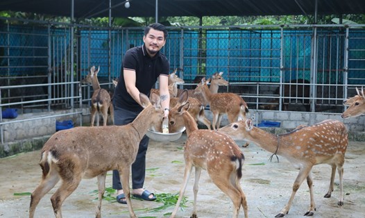 Doanh nhân Phan Khắc Huân (Hà Tĩnh) mở ra hướng đi mới cho nghề nuôi hươu sao ở huyện Hương Sơn. Ảnh: Lê Văn Vỵ