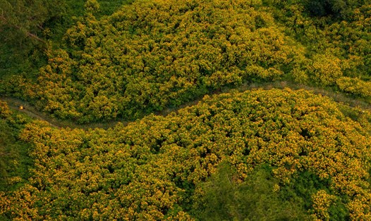 Hoa dã quỳ nở rộ thu hút nhiều du khách đến check-in. Ảnh: Hồng Tâm