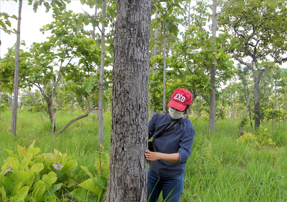 Gần 5.000ha rừng chờ chuyển đổi sang nông nghiệp tại khu vực hồ thủy lợi Ia Mor đang tái sinh. Ảnh Phan Tuấn
