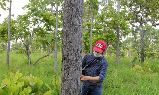 Gần 5.000ha rừng chờ chuyển đổi sang nông nghiệp tại khu vực hồ thủy lợi Ia Mor đang tái sinh. Ảnh Phan Tuấn

