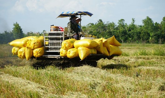 Nông dân thu hoạch lúa tại ĐBSCL. Ảnh: Yến Phương
